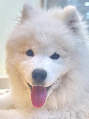 サモエド