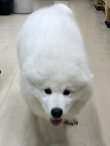 サモエド