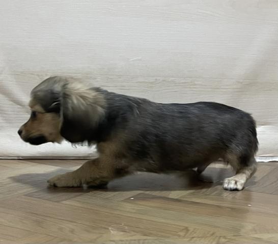 和歌山県のハーフ犬・ミックス犬 (ペットアミ 和歌山インター店/2026年1月18日生まれ/男の子/フォーン)の子犬の2枚目の画像