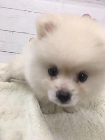 群馬県のポメラニアン (ペットアミ 前橋店/2026年3月7日生まれ/男の子/クリーム)の子犬の3枚目の画像