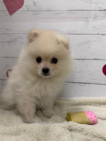 群馬県のポメラニアン (ペットアミ 前橋店/2026年3月7日生まれ/男の子/クリーム)の子犬の4枚目の画像