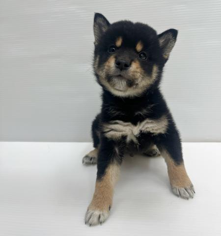 柴犬
