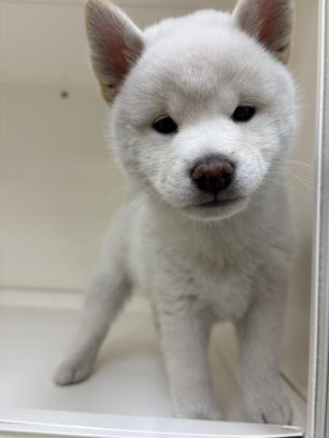 柴犬