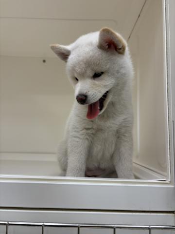 柴犬