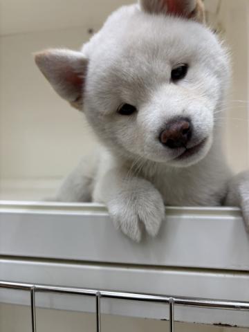 柴犬