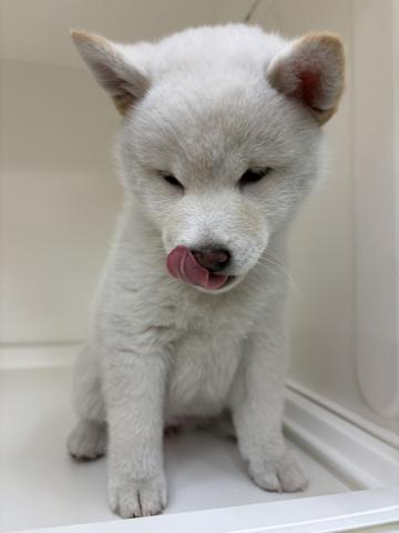 柴犬