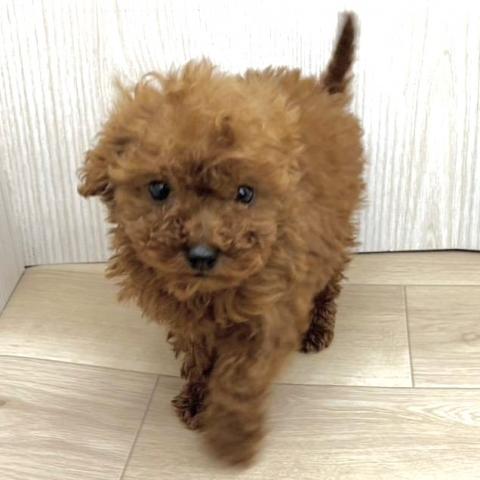 埼玉県のトイプードル(トイ) (NICO PET 三郷店/2026年3月8日生まれ/女の子/レッド)の子犬の1枚目の画像