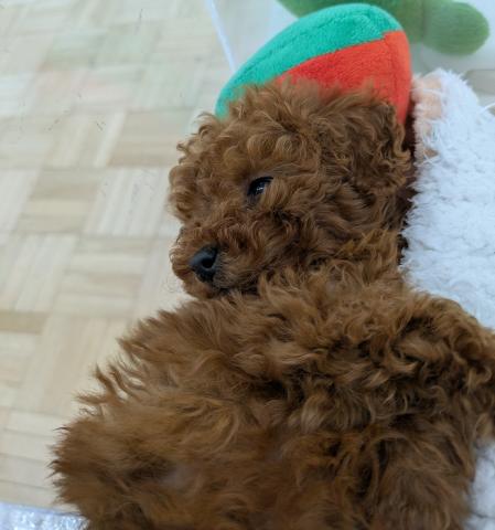 埼玉県のトイプードル(トイ) (NICO PET 三郷店/2026年3月8日生まれ/女の子/レッド)の子犬の2枚目の画像