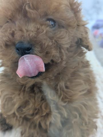 埼玉県のトイプードル(トイ) (NICO PET 三郷店/2026年3月8日生まれ/女の子/レッド)の子犬の3枚目の画像