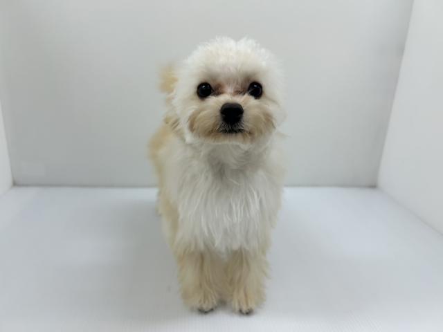 千葉県のハーフ犬・ミックス犬 (ペットアミ 館山店/2025年11月5日生まれ/男の子/アプリコット)の子犬の1枚目の画像