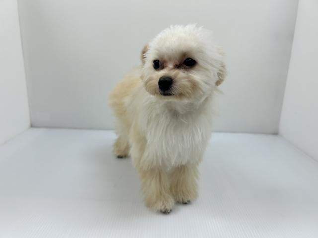 千葉県のハーフ犬・ミックス犬 (ペットアミ 館山店/2025年11月5日生まれ/男の子/アプリコット)の子犬の2枚目の画像