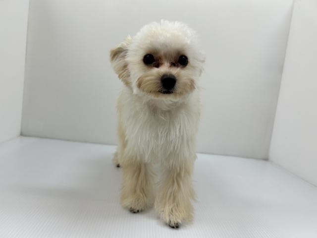 千葉県のハーフ犬・ミックス犬 (ペットアミ 館山店/2025年11月5日生まれ/男の子/アプリコット)の子犬の3枚目の画像