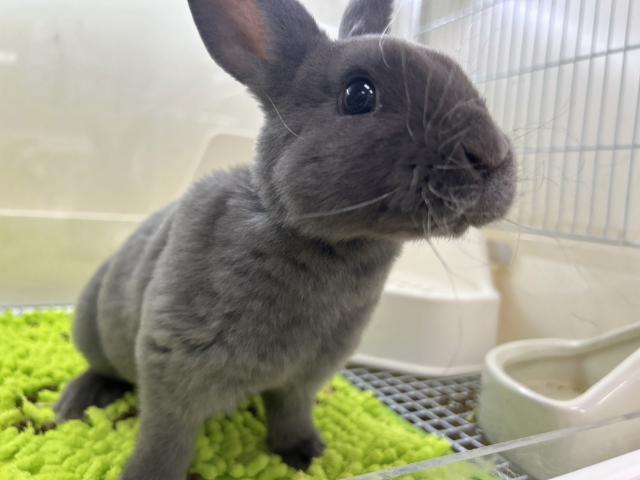 ミニレッキス