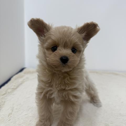 三重県のハーフ犬・ミックス犬 (ペットアミ 松阪店/2026年3月8日生まれ/女の子/アプリコット)の子犬