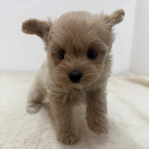 三重県のハーフ犬・ミックス犬 (ペットアミ 松阪店/2026年3月8日生まれ/女の子/アプリコット)の子犬の4枚目の画像