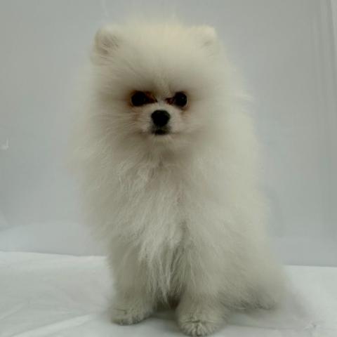 大阪府のポメラニアン (NICO PET Select 和泉中央店/2026年1月24日生まれ/男の子/クリーム)の子犬の1枚目の画像