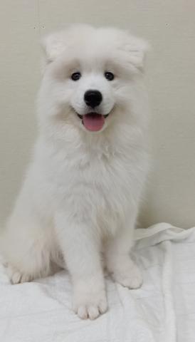 富山県のサモエド (ペットアミ宮野店/2026年2月8日生まれ/男の子/ホワイト)の子犬の1枚目の画像