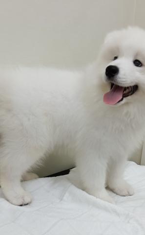 富山県のサモエド (ペットアミ宮野店/2026年2月8日生まれ/男の子/ホワイト)の子犬の2枚目の画像
