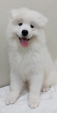 富山県のサモエド (ペットアミ宮野店/2026年2月8日生まれ/男の子/ホワイト)の子犬の4枚目の画像