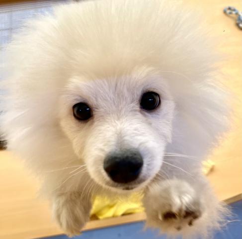 新潟県のポメラニアン (ペットアミ 十日町店/2025年12月12日生まれ/男の子/クリーム)の子犬