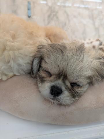 埼玉県のMIXチワワ×ペキニーズ (NICO PET 三郷店/2026年2月1日生まれ/女の子/フォーンホワイト)の子犬の3枚目の画像