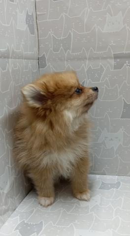 ポメラニアン