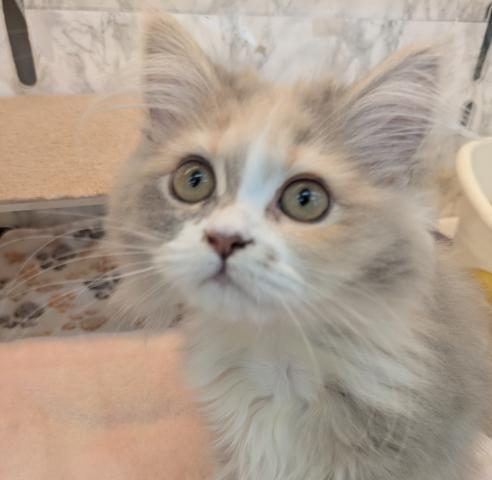 埼玉県のアメリカンカール (NICO PET 三郷店/2025年11月23日生まれ/女の子/ダイリュートキャリコ)の子猫の1枚目の画像