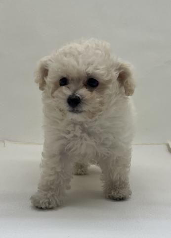 三重県の犬ハーフ（ビションフリーゼ×トイプードル） (ペットアミ 名張店/2026年2月14日生まれ/男の子/ホワイト)の子犬