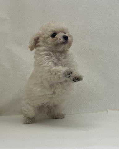 三重県の犬ハーフ（ビションフリーゼ×トイプードル） (ペットアミ 名張店/2026年2月14日生まれ/男の子/ホワイト)の子犬の2枚目の画像