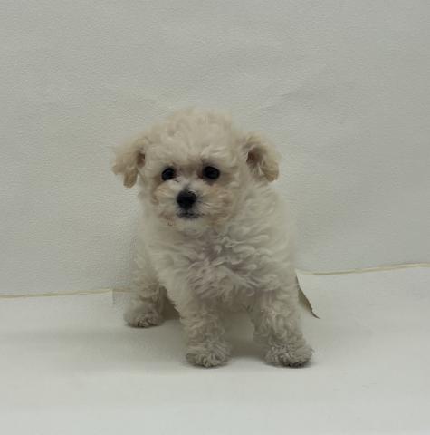 三重県の犬ハーフ（ビションフリーゼ×トイプードル） (ペットアミ 名張店/2026年2月14日生まれ/男の子/ホワイト)の子犬の4枚目の画像