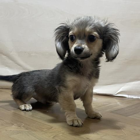 和歌山県のハーフ犬・ミックス犬 (ペットアミ 和歌山インター店/2026年1月18日生まれ/男の子/フォーン)の子犬の3枚目の画像