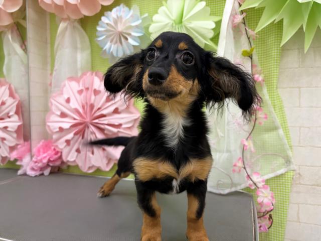 秋田県のハーフ犬・ミックス犬 (ペットアミ 秋田卸町店/2025年11月29日生まれ/男の子/ブラックタン)の子犬の1枚目の画像
