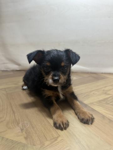 和歌山県の犬ハーフ(チワワ×トイプードル) (ペットアミ 和歌山インター店/2026年1月17日生まれ/女の子/ブラックタン)の子犬の1枚目の画像