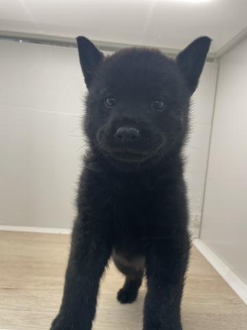 石川県の甲斐犬 (ペットアミ 津幡店/2026年2月21日生まれ/男の子/黒虎)の子犬の1枚目の画像