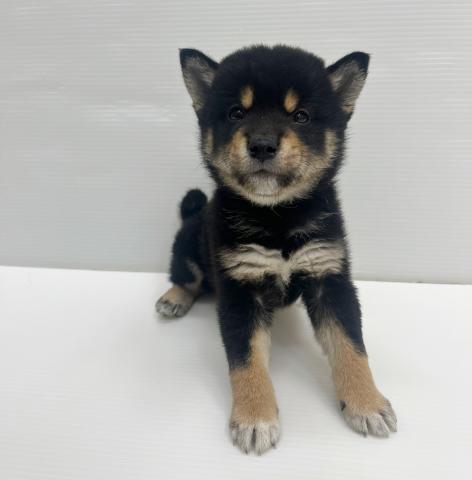 和歌山県の柴犬(標準サイズ) (ペットアミ 岩出店/2026年3月6日生まれ/男の子/黒)の子犬の2枚目の画像