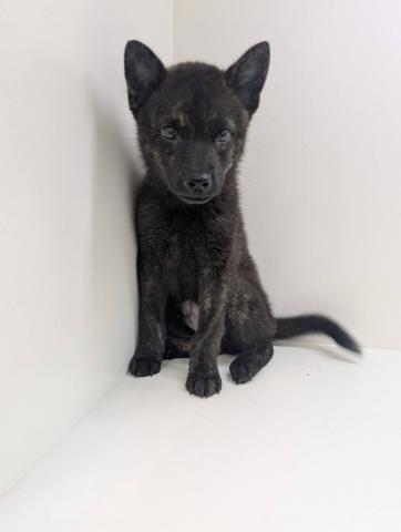 甲斐犬