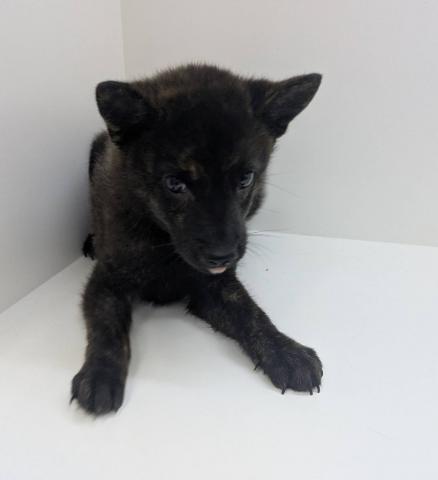甲斐犬