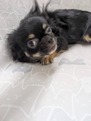 富山県のチワワ(ロング) (ペットアミ宮野店/2025年9月13日生まれ/男の子/ブラックタン)の子犬の4枚目の画像
