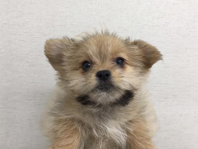 群馬県のハーフ犬・ミックス犬 (ペットアミ 前橋店/2026年2月27日生まれ/女の子/オレンジ)の子犬の1枚目の画像