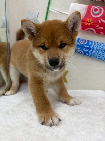 柴犬
