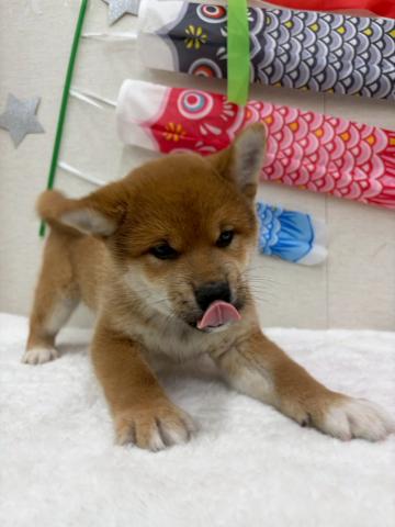 柴犬