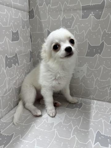 富山県のチワワ(ロング) (ペットアミ宮野店/2026年1月10日生まれ/女の子/クリーム)の子犬の3枚目の画像