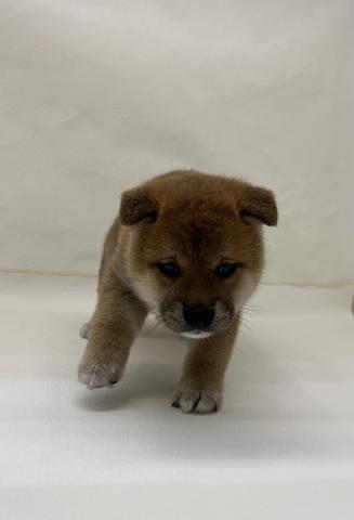 柴犬