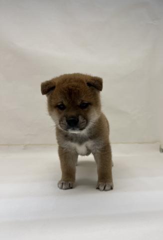 柴犬