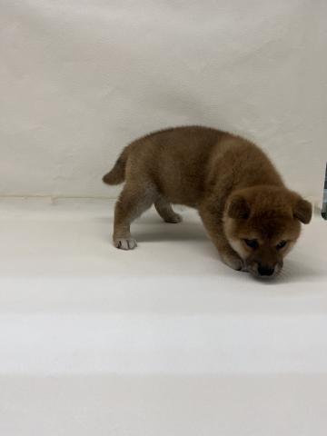 柴犬