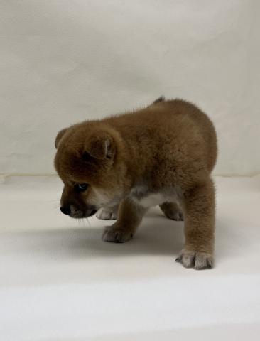 柴犬