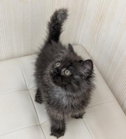ブリティッシュロングヘア
