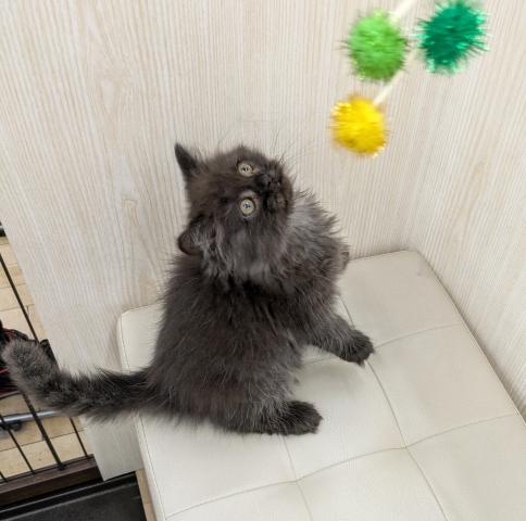 ブリティッシュロングヘア