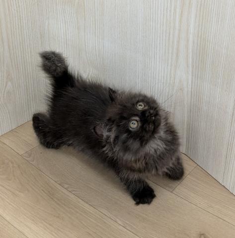 ブリティッシュロングヘア