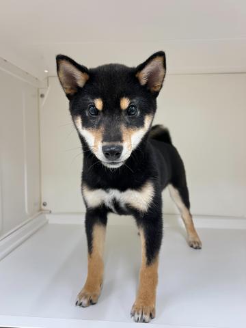 柴犬